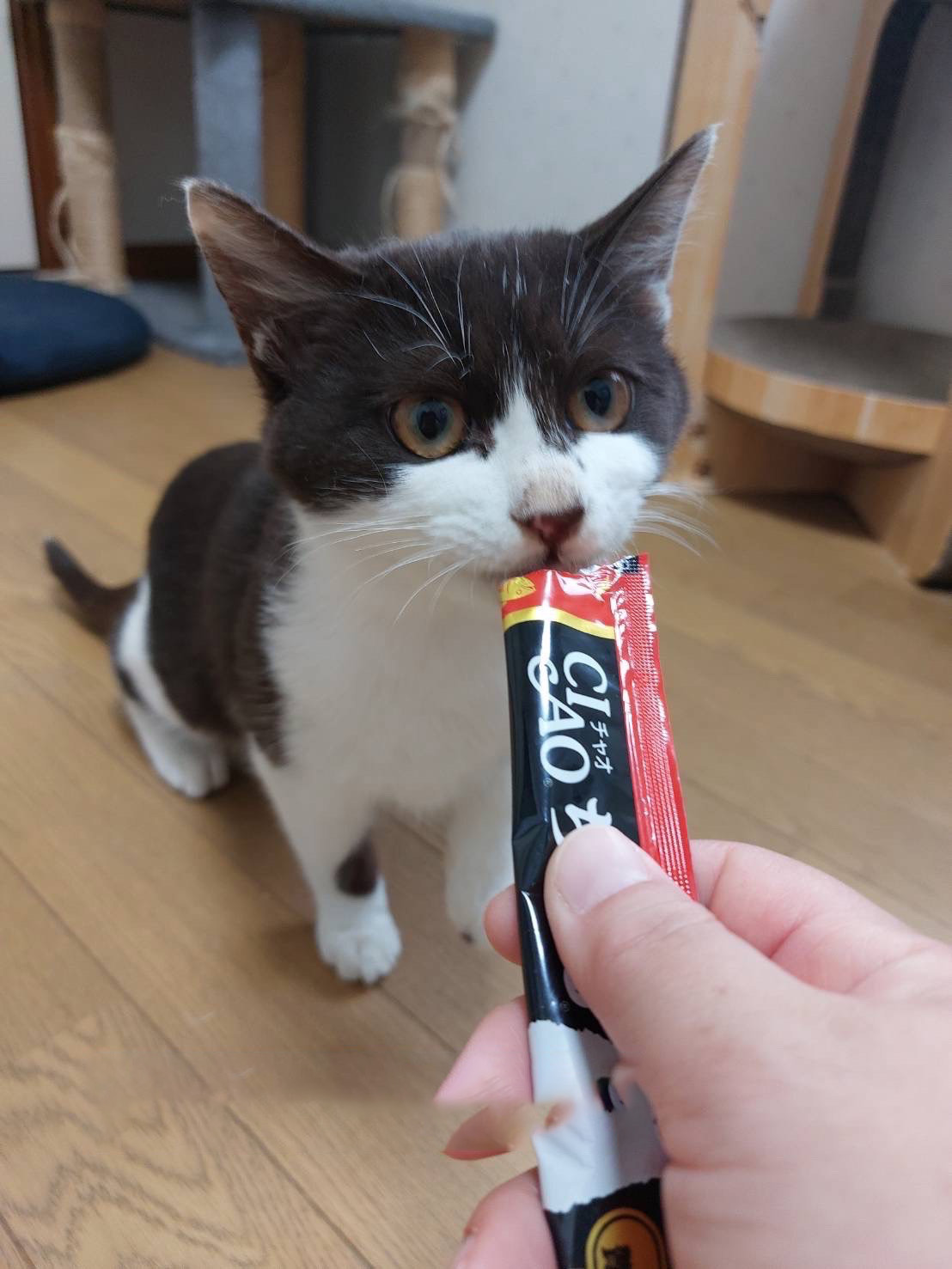 だるまレンコン