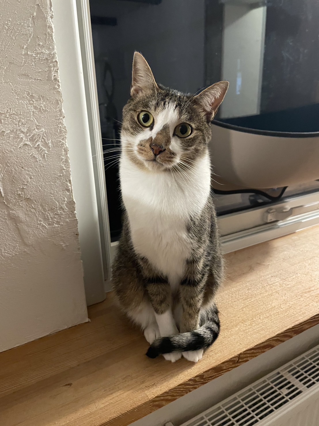 ゴールドパイン