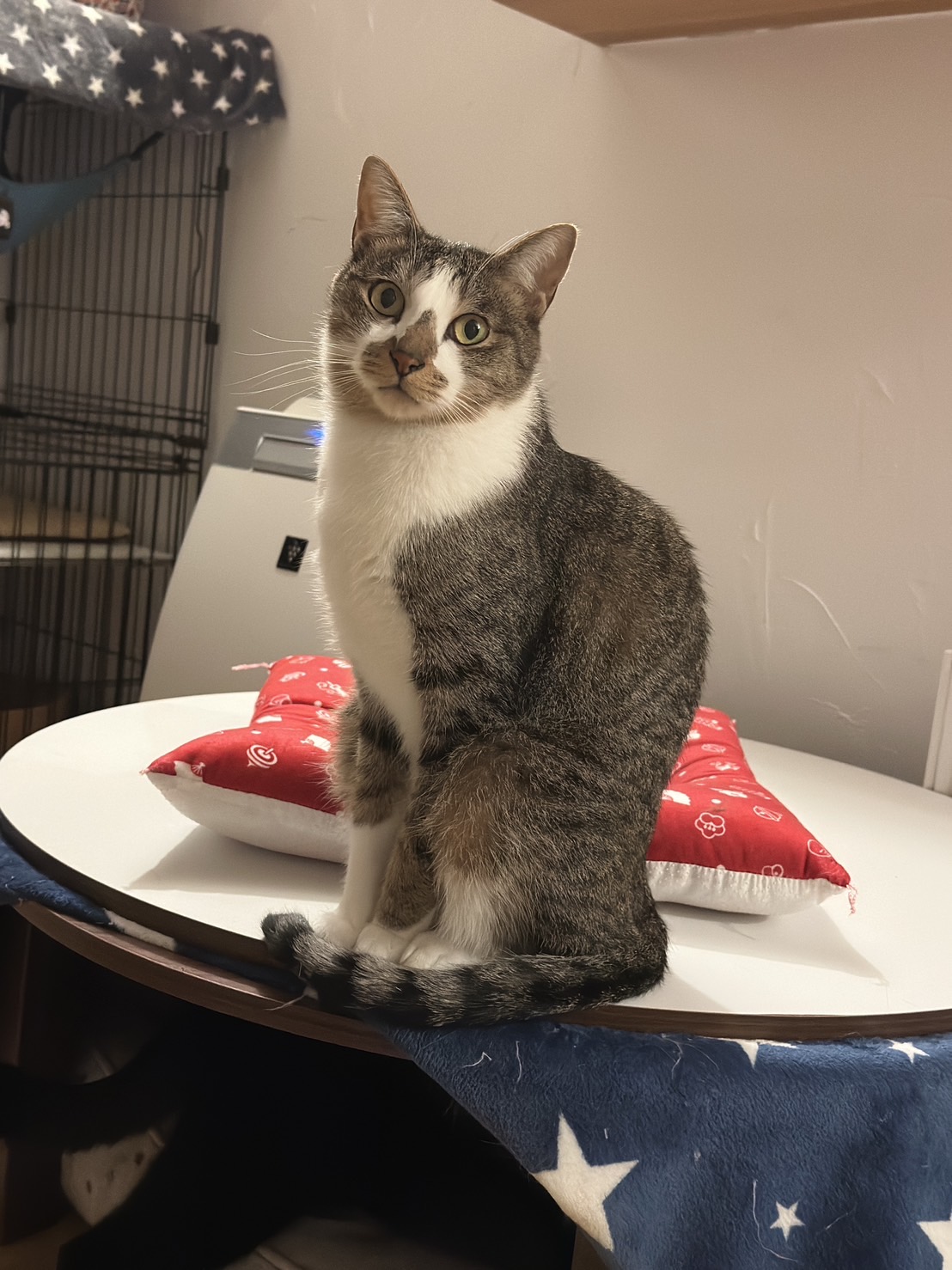 ゴールドパイン