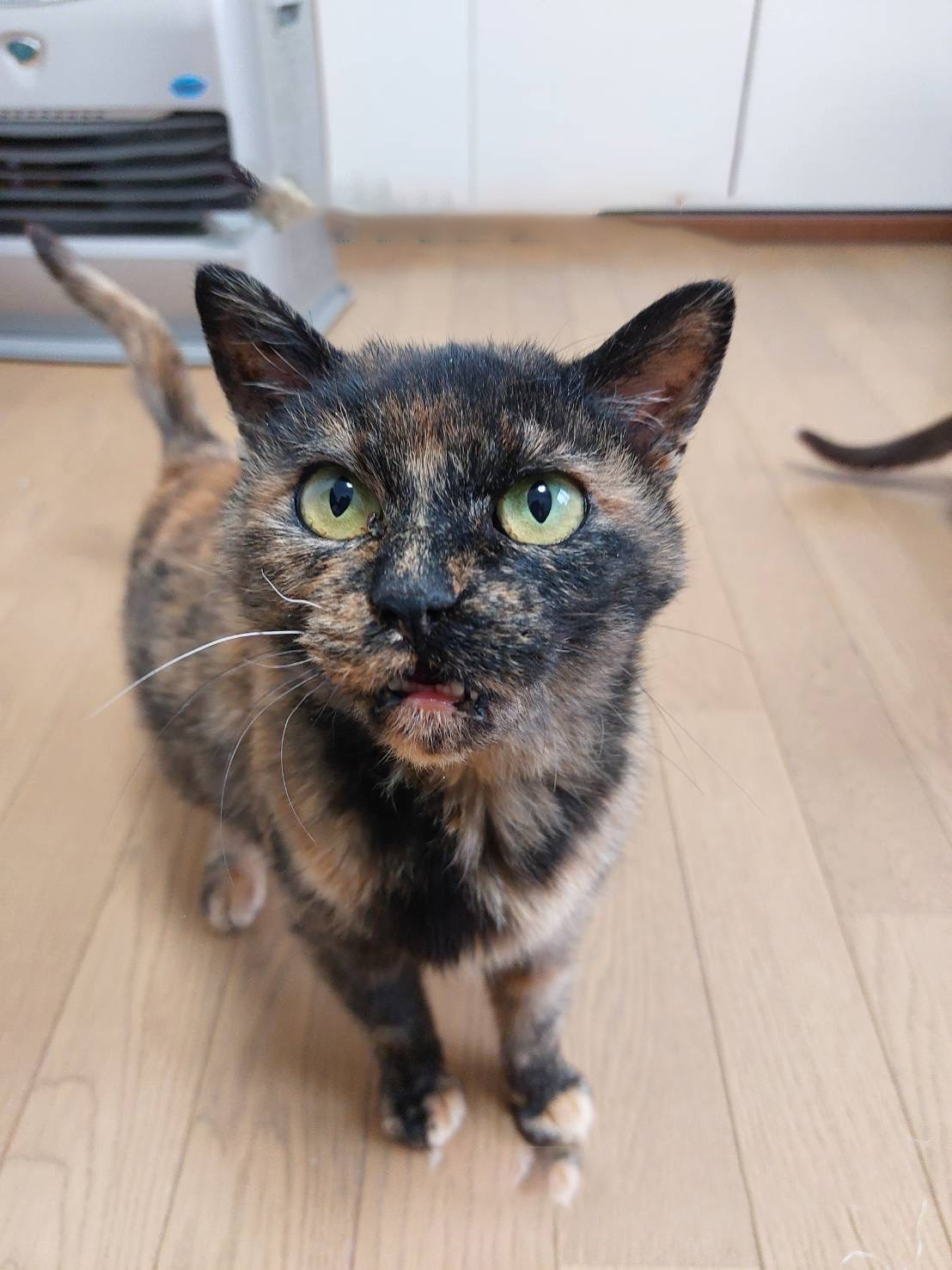 ひかりれんこん