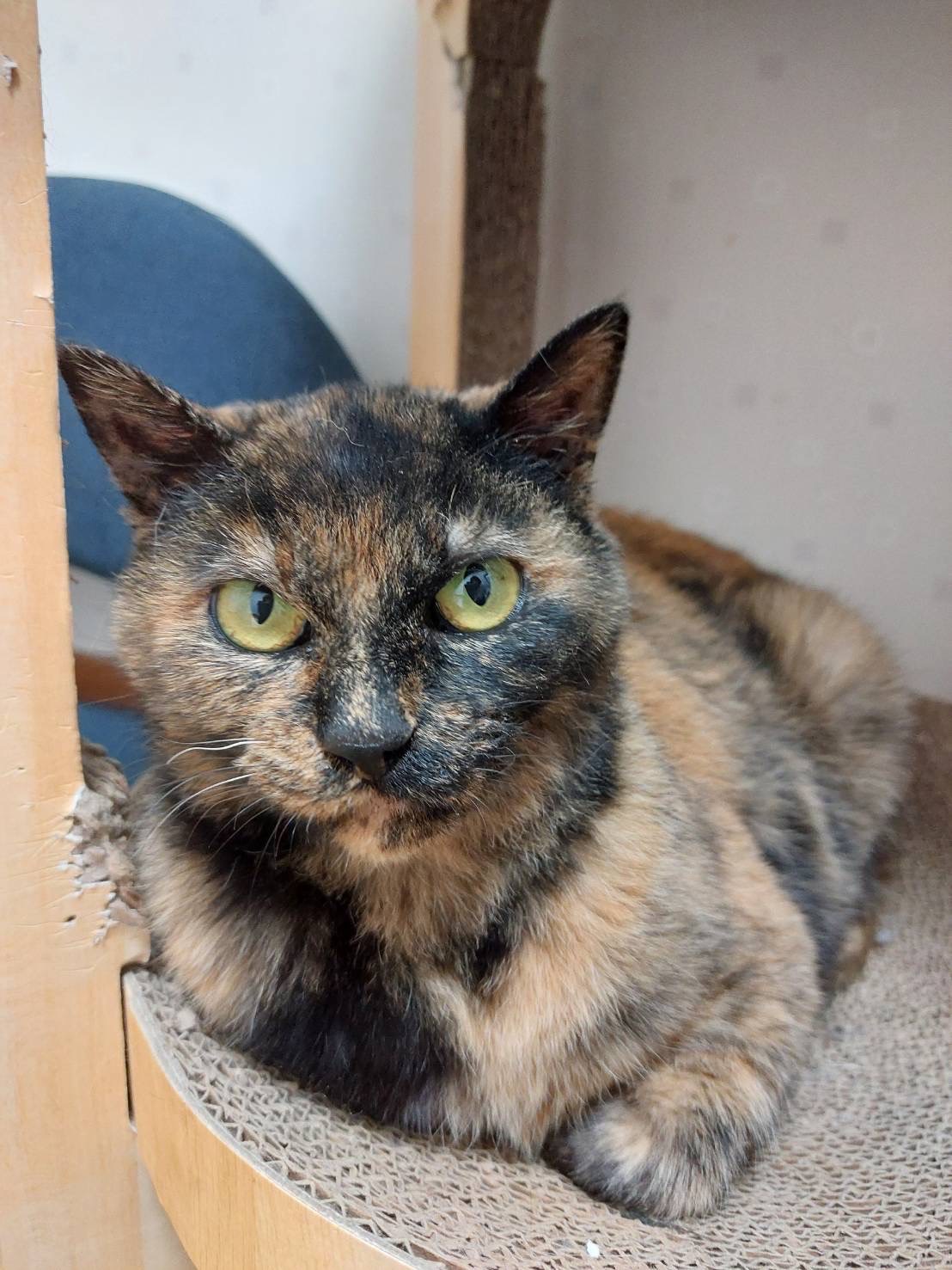 ひかりれんこん