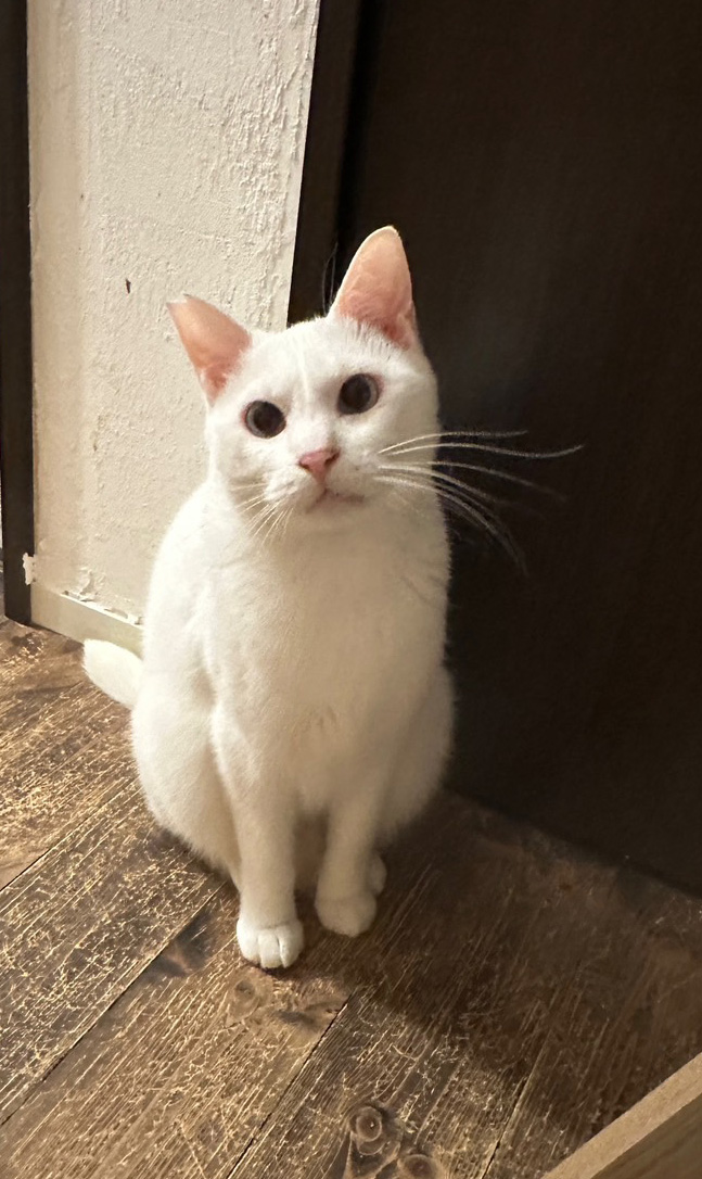 白猫さん