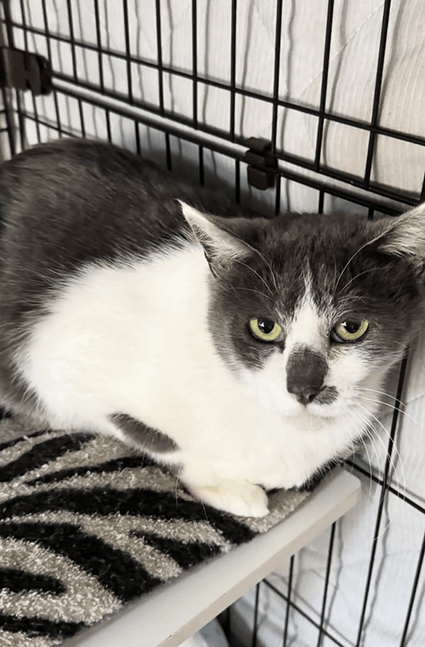 トトロ母ちゃん