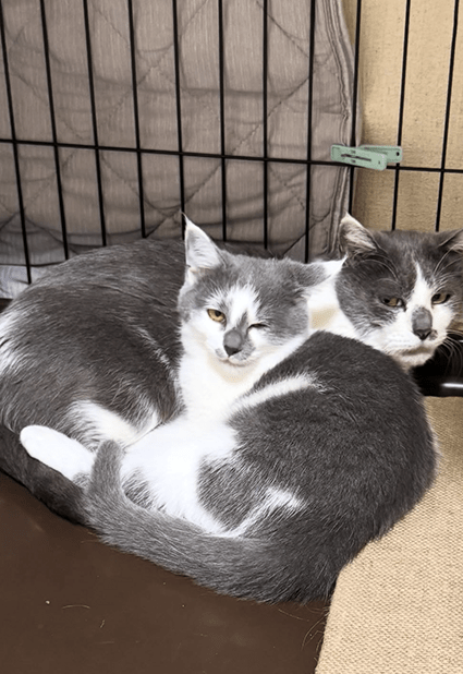 トトロ母ちゃん